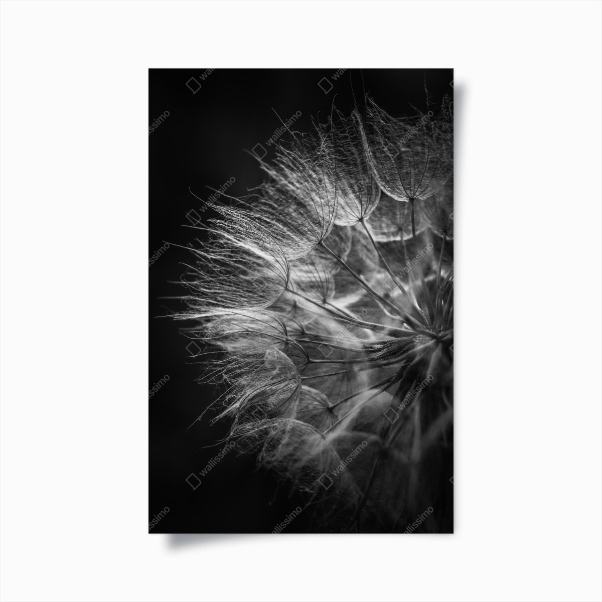 Plakat delikatny puch dmuchawca w monochromie – Wallissimo®