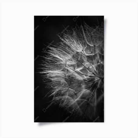 Plakat delikatny puch dmuchawca w monochromie – Wallissimo®