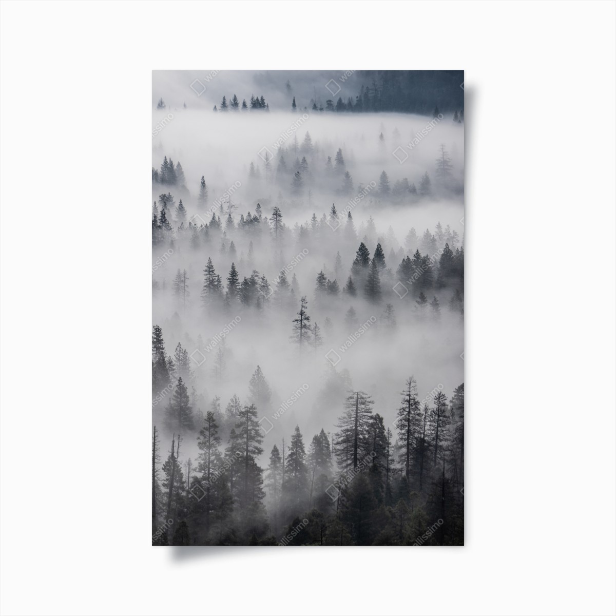 Plakat mglisty las sosnowy – Wallissimo®