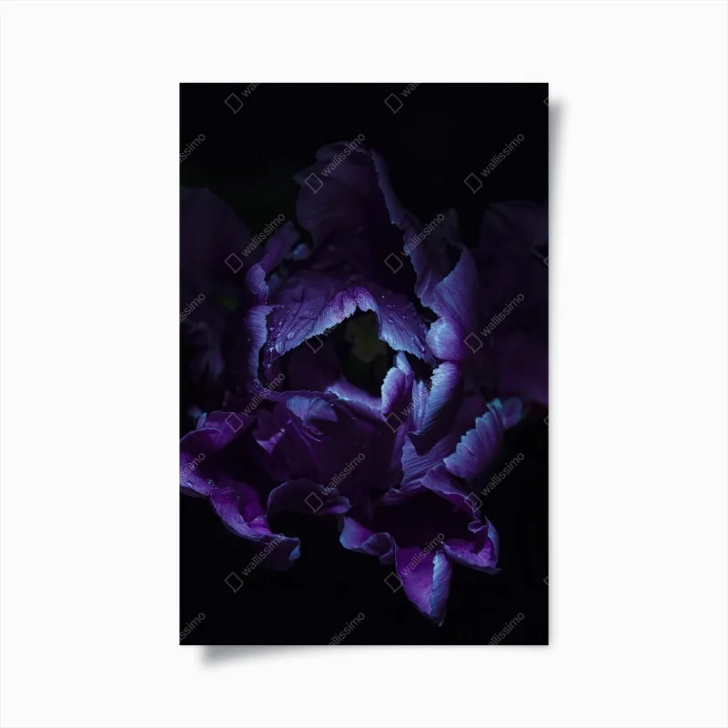 Plakat fioletowy tulipan w ultrafiolecie