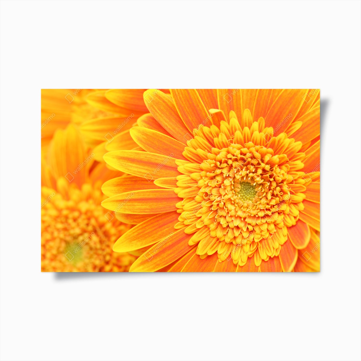 Plakat intensywna pomarańczowa gerbera z bliska – Wallissimo®