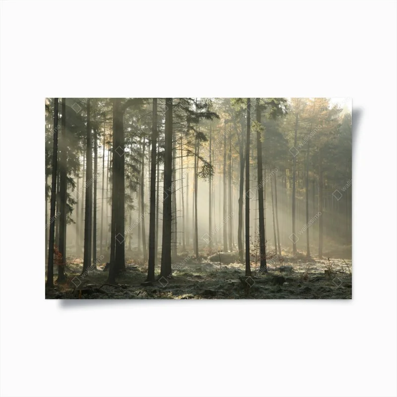 Plakat mglisty poranek w lesie z promieniami słońca