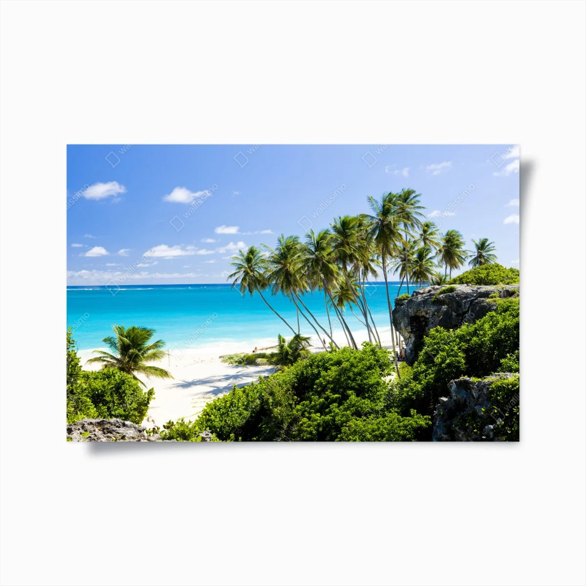 Plakat Bottom Bay plaża z palmami, Barbados – Wallissimo® Plakat Bottom Bay plaża z palmami, Barbados – Wallissimo®