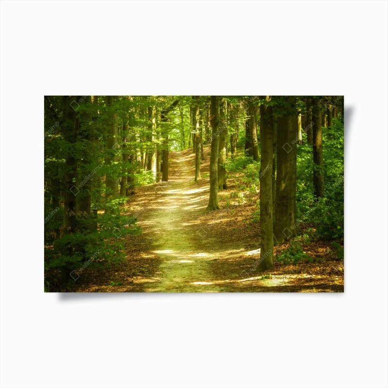 Plakat słoneczna leśna ścieżka