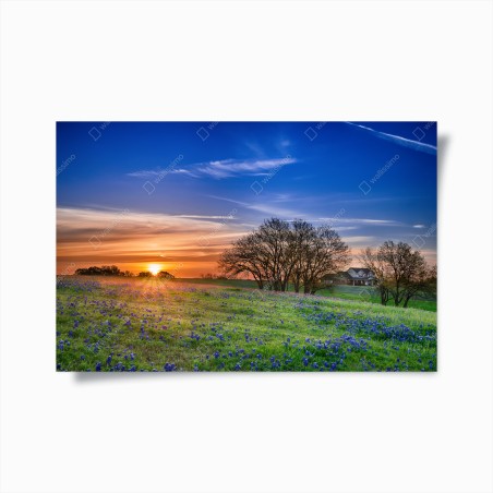 Plakat Teksas łąka bluebonnetów o wschodzie słońca – Wallissimo®