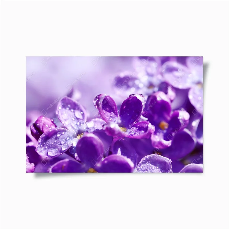 Plakat fioletowy bez z kroplami rosy