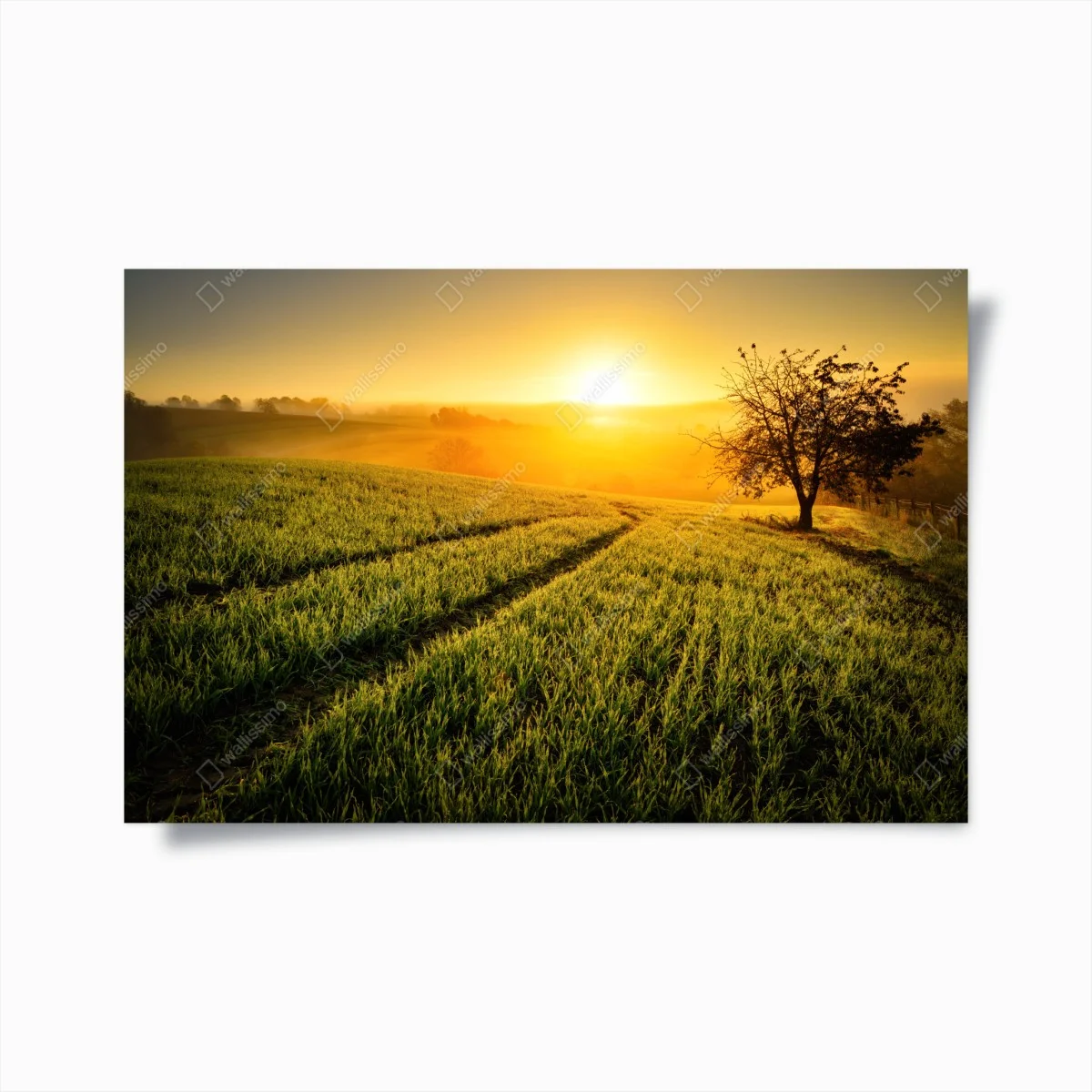 Plakat słoneczna łąka o świcie – Wallissimo® Plakat słoneczna łąka o świcie – Wallissimo®