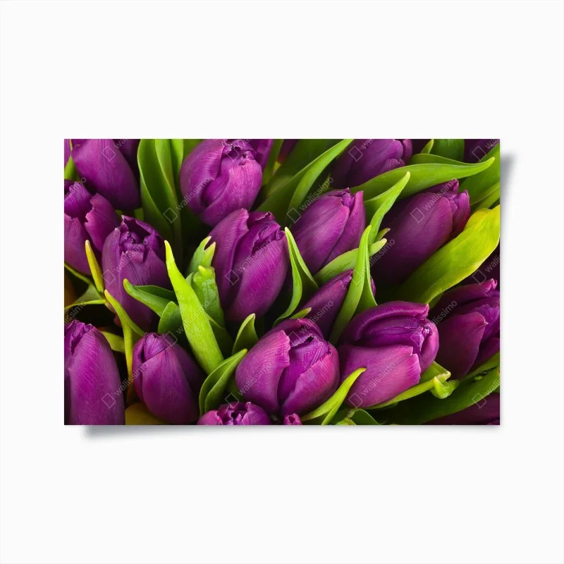 Plakat fioletowy bukiet tulipanów – Wallissimo®