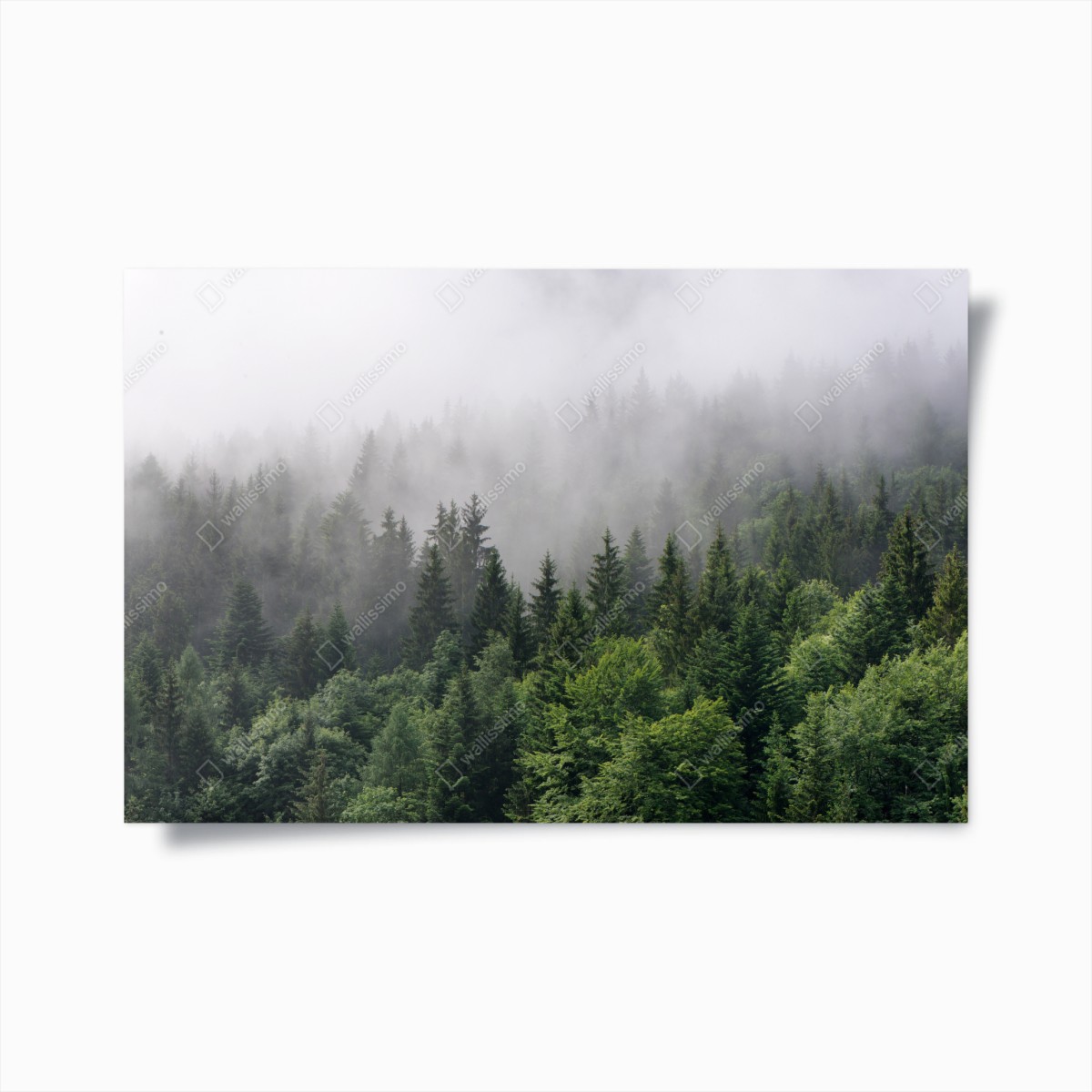 Plakat mglisty las iglasty panorama – Wallissimo®
