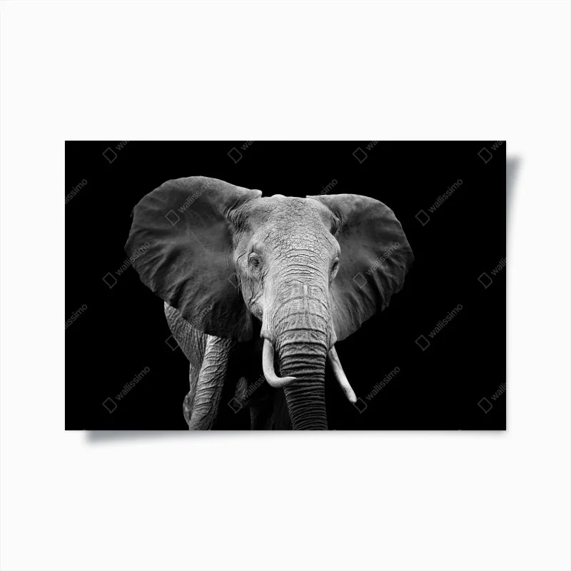 Plakat majestatyczny portret słonia czarno-biały