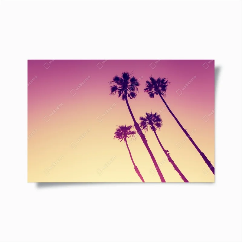 Plakat palmy z Kalifornii na Sunset Cliffs