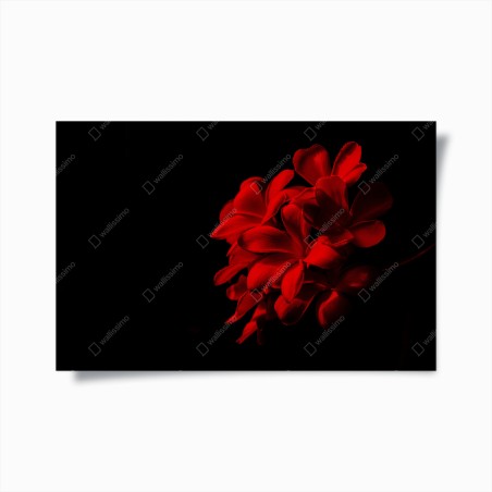 Plakat czerwona plumeria na czarnym tle – Wallissimo®
