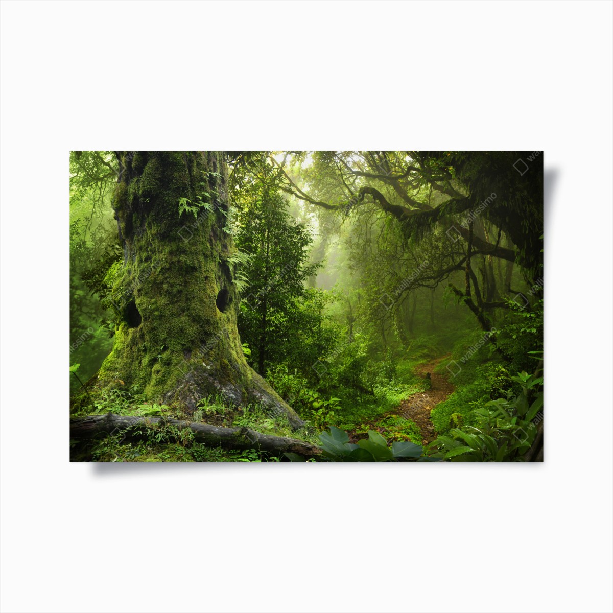 Plakat stara leśna ścieżka – Wallissimo®