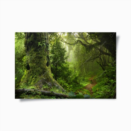 Plakat stara leśna ścieżka – Wallissimo®