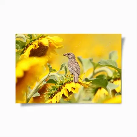 Plakat wróbel na słoneczniku – Wallissimo®