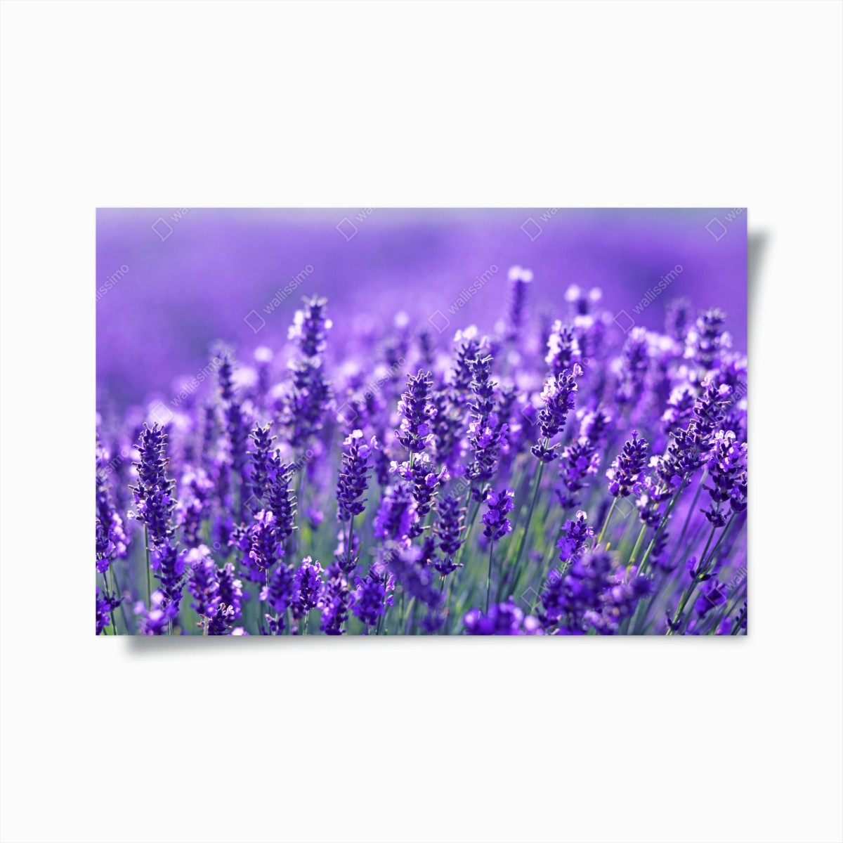 Plakat zbliżenie pola lawendy – Wallissimo®