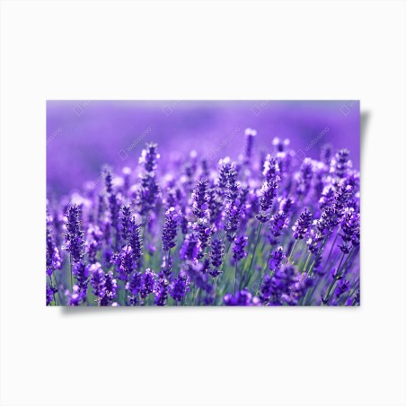 Plakat zbliżenie pola lawendy – Wallissimo®