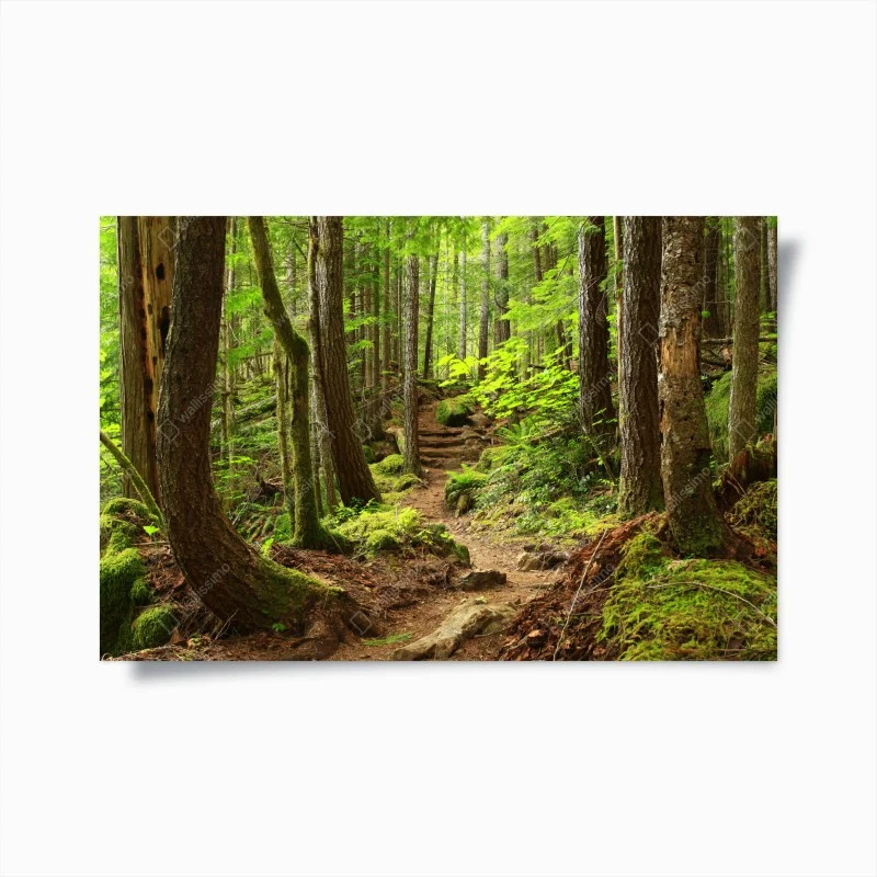 Plakat mchowa leśna ścieżka