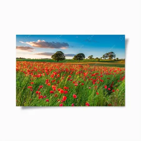 Plakat pole czerwonych maków koło Corbridge – Wallissimo®