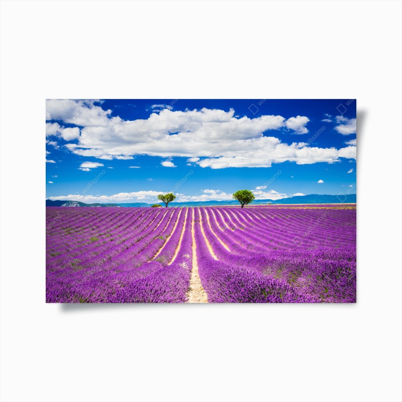 Plakat pola lawendy w Prowansji