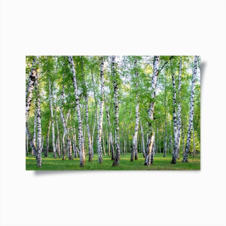 Plakat spokojny brzozowy gaj latem – Wallissimo®