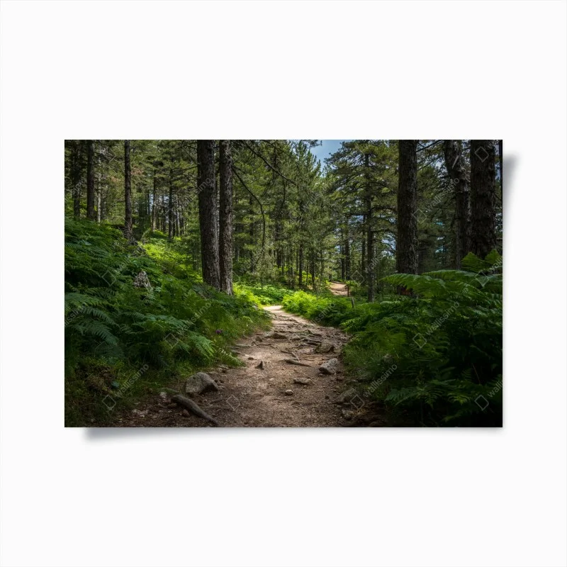 Plakat spokojna ścieżka leśna wśród bujnej zieleni