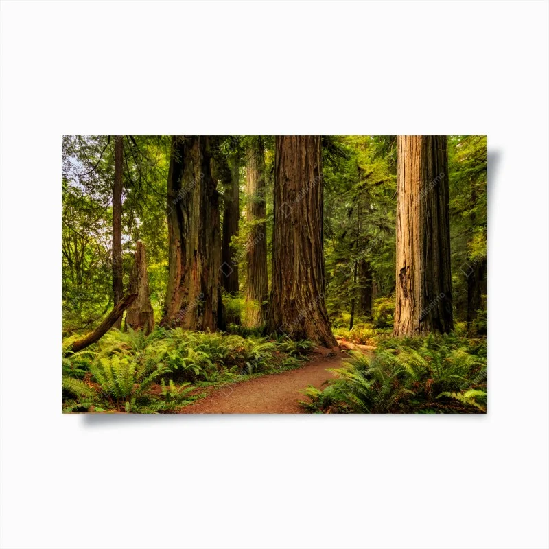 Plakat Kalifornia sekwoje leśna ścieżka