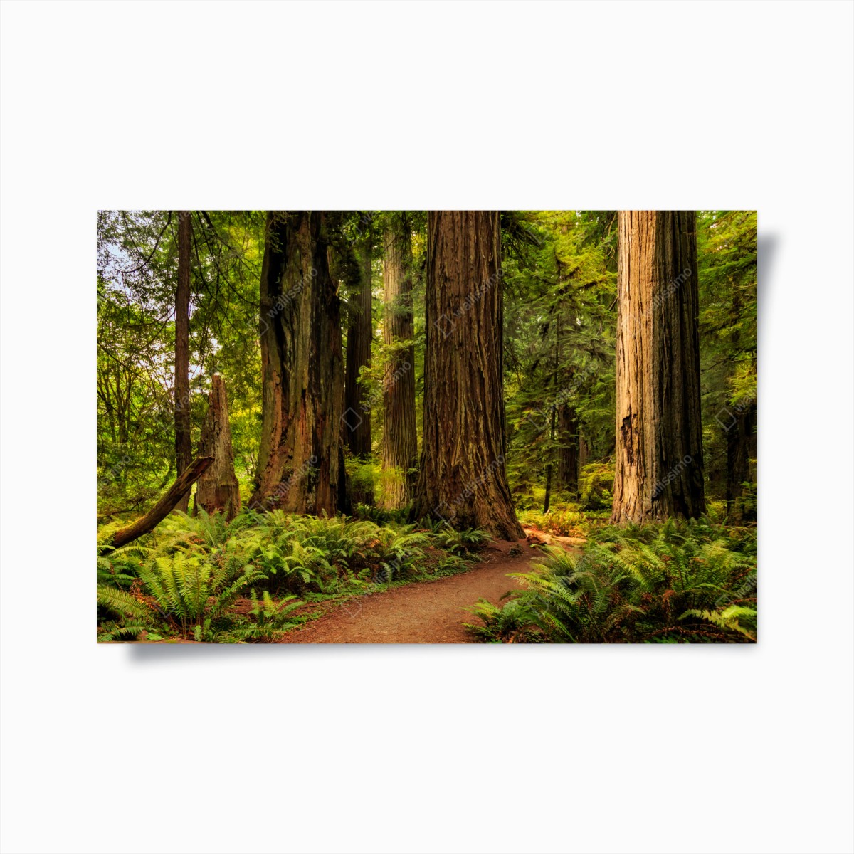 Plakat Kalifornia sekwoje leśna ścieżka – Wallissimo®