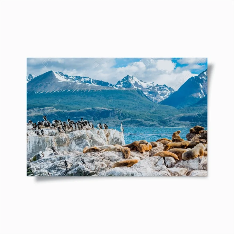 Plakat lwy morskie i ptaki na skalistym wybrzeżu