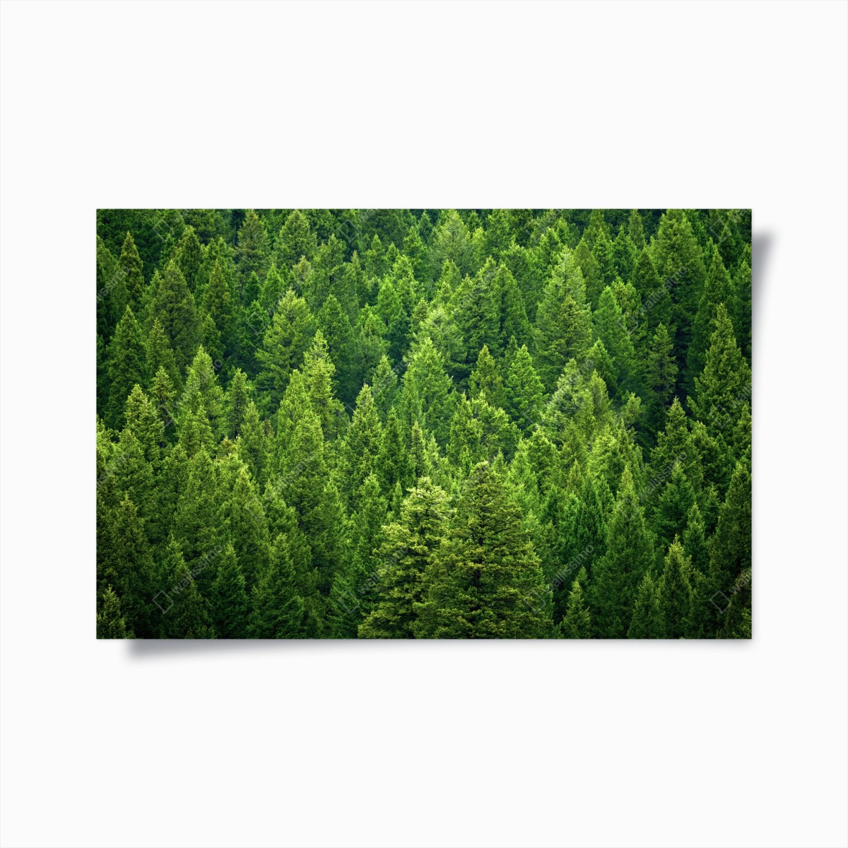 Plakat bujna korona lasu sosnowego – Wallissimo®