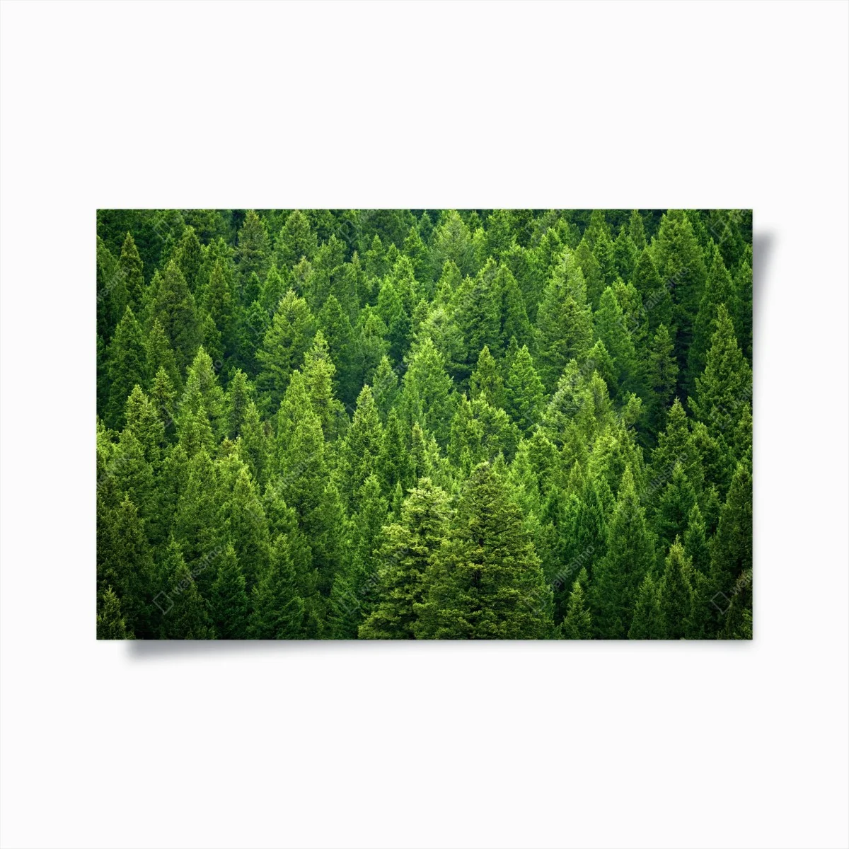 Plakat bujna korona lasu sosnowego – Wallissimo® Plakat bujna korona lasu sosnowego – Wallissimo®