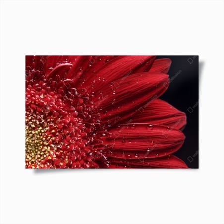 Plakat czerwona gerbera makro z kroplami rosy – Wallissimo®