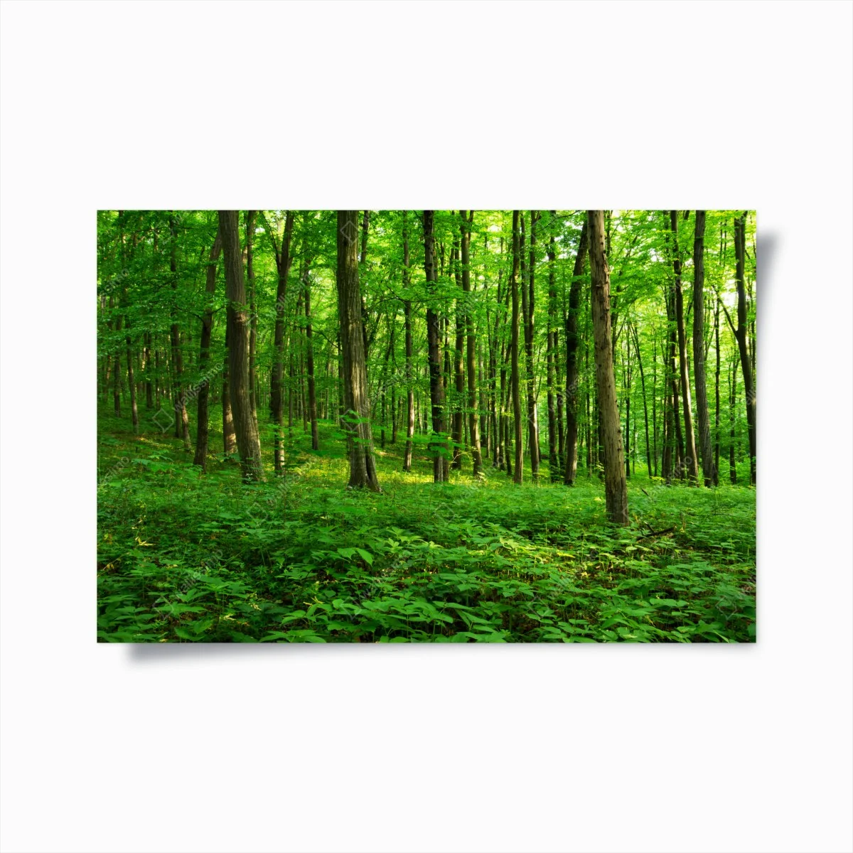 Plakat słoneczny zielony las wiosną – Wallissimo® Plakat słoneczny zielony las wiosną – Wallissimo®