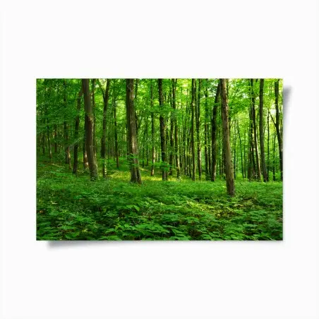 Plakat słoneczny zielony las wiosną – Wallissimo®