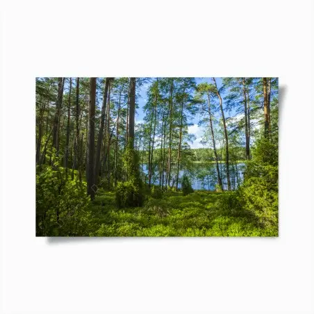Plakat spokojny las sosnowy nad jeziorem – Wallissimo®