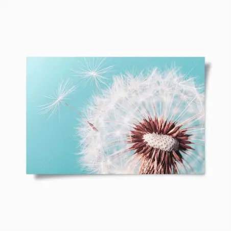 Plakat delikatny dmuchawiec na turkusowym tle – Wallissimo®