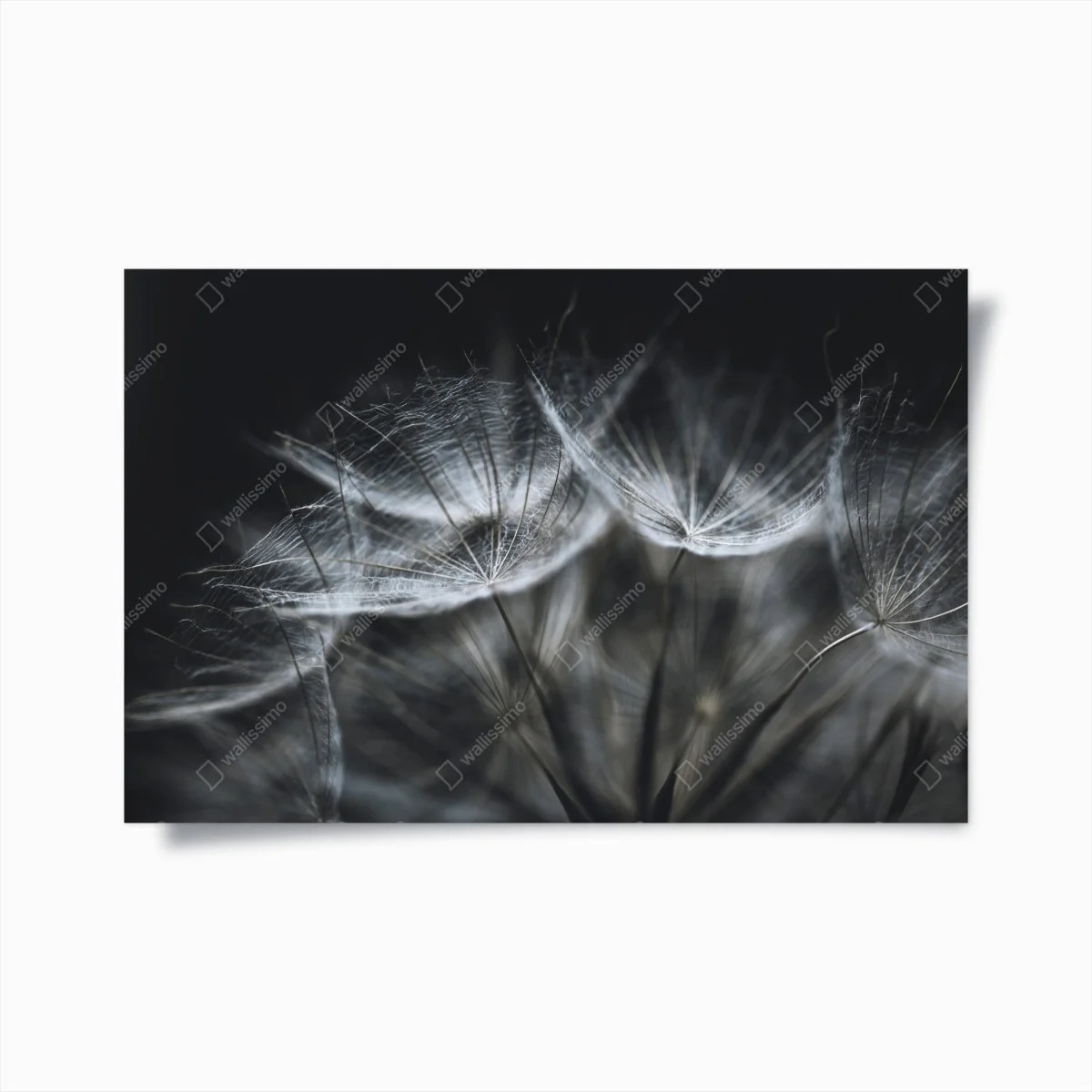 Plakat delikatne nasiona mniszka w monochromie – Wallissimo® Plakat delikatne nasiona mniszka w monochromie – Wallissimo®