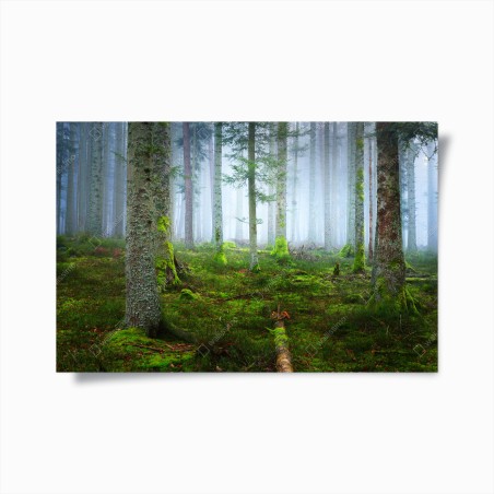 Plakat mglisty las sosnowy z Alzacji – Wallissimo®