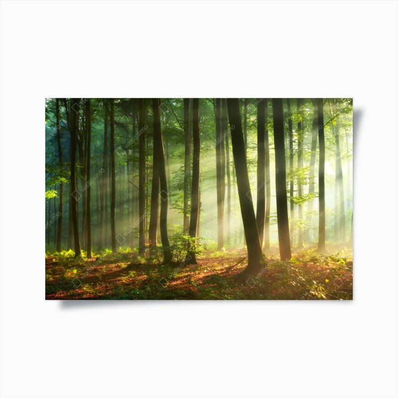 Plakat poranny las skąpany w słońcu