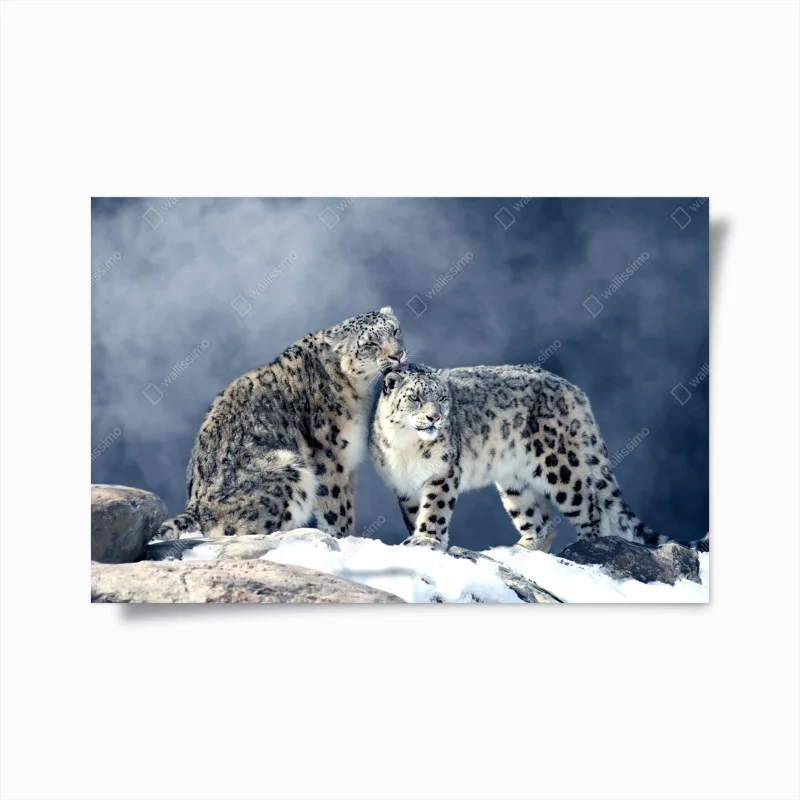 Plakat majestatyczne pantery śnieżne w zimie