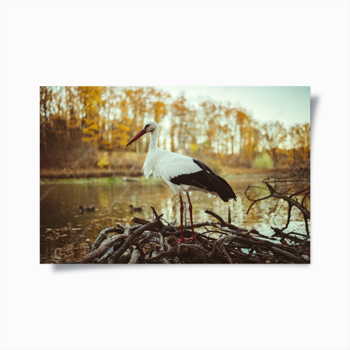 Plakat biały bocian nad jesiennym jeziorem – Wallissimo®