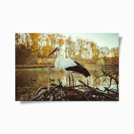 Plakat biały bocian nad jesiennym jeziorem – Wallissimo®