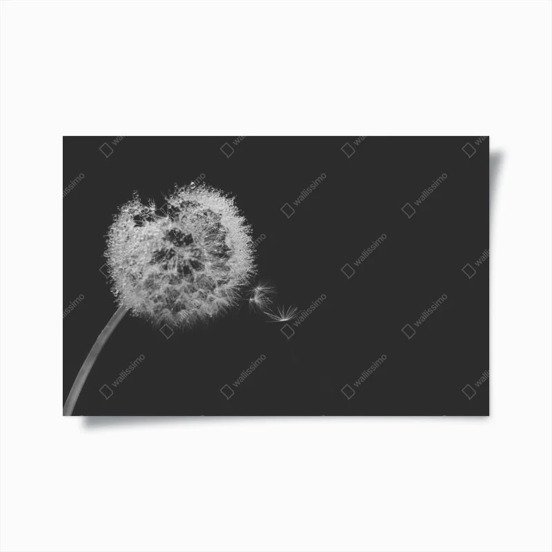 Plakat delikatny dmuchawiec w monochromie