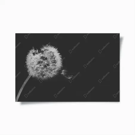 Plakat delikatny dmuchawiec w monochromie – Wallissimo®
