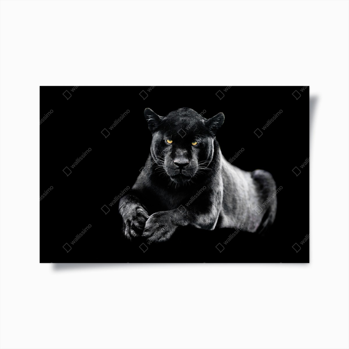 Plakat portret czarnej pantery na czarnym tle – Wallissimo®