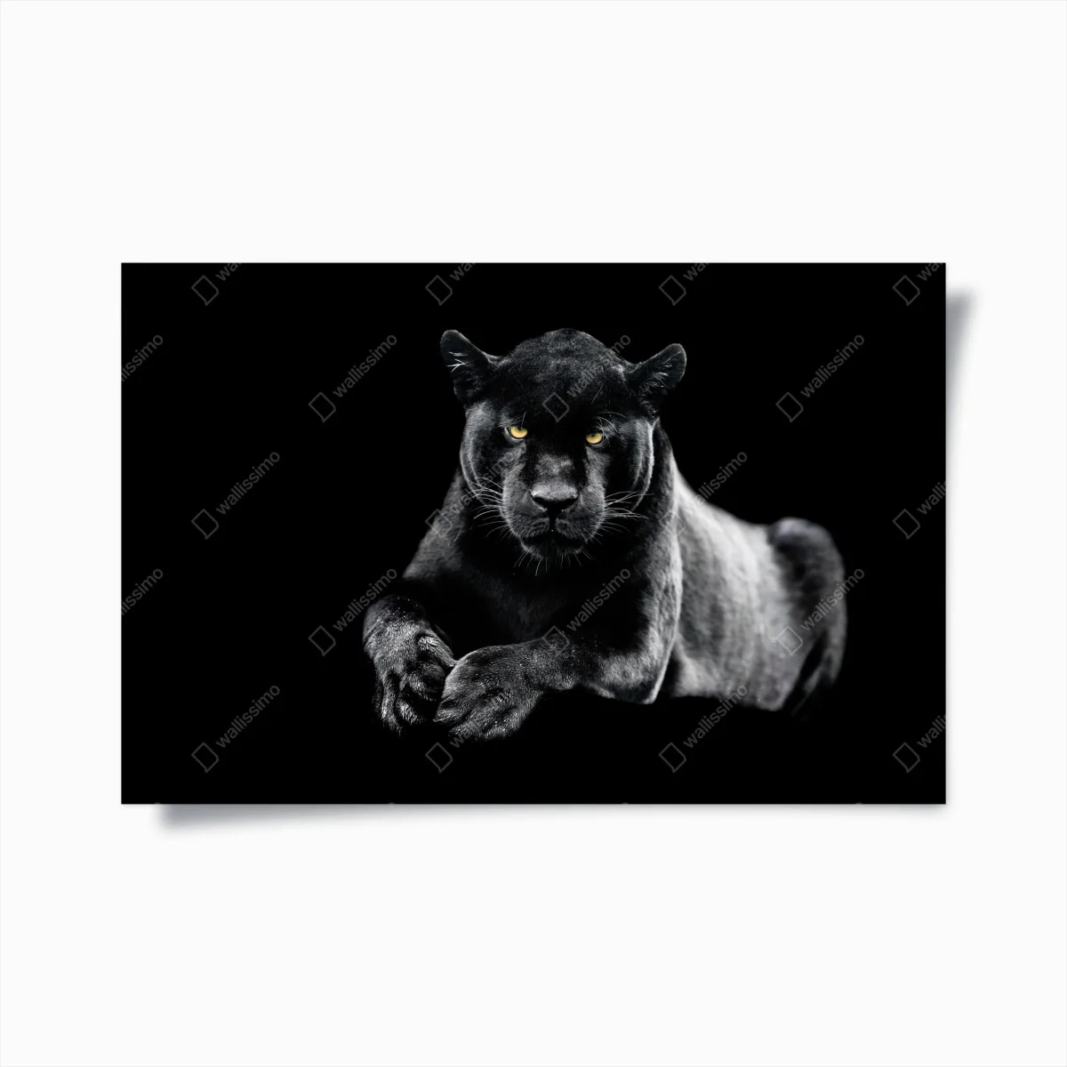 Plakat portret czarnej pantery na czarnym tle – Wallissimo® Plakat portret czarnej pantery na czarnym tle – Wallissimo®