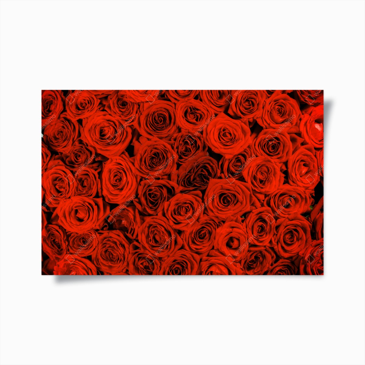 Plakat bujny bukiet czerwonych róż – Wallissimo®