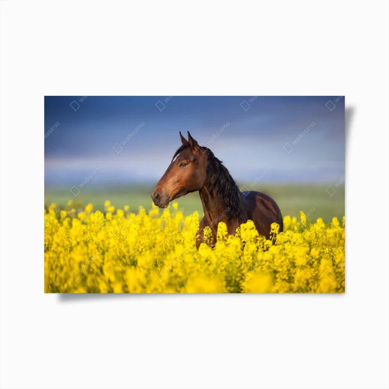 Plakat gniady koń na polu rzepaku