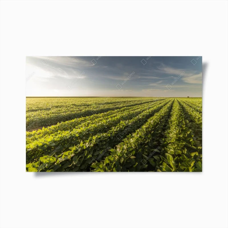Plakat słoneczne pole soi o zmierzchu