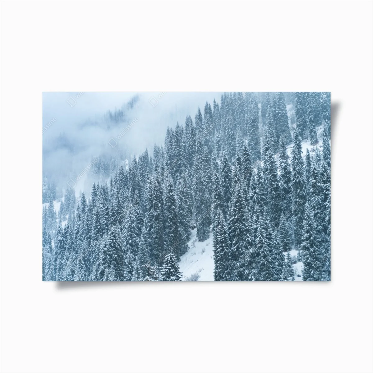 Plakat mglisty ośnieżony las sosnowy – Wallissimo® Plakat mglisty ośnieżony las sosnowy – Wallissimo®